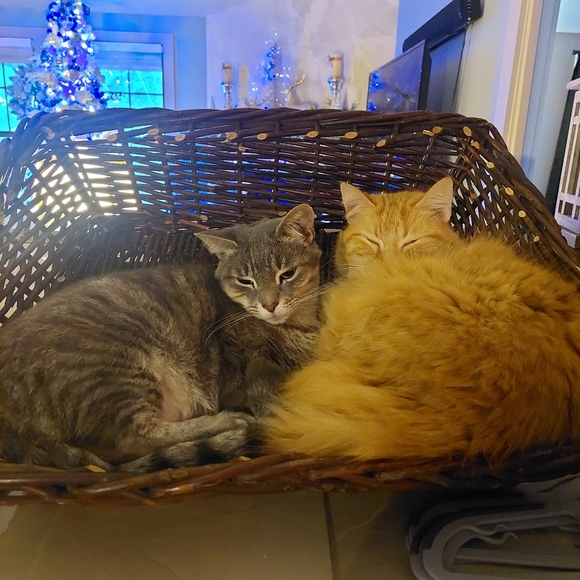 Meet your Posher, Cynthia - Picture 4 of 4